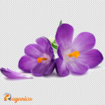 عکس PNG گل زعفران
