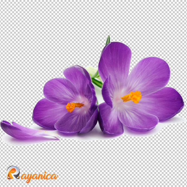 دانلود تصویر دوربری شده گل زعفران