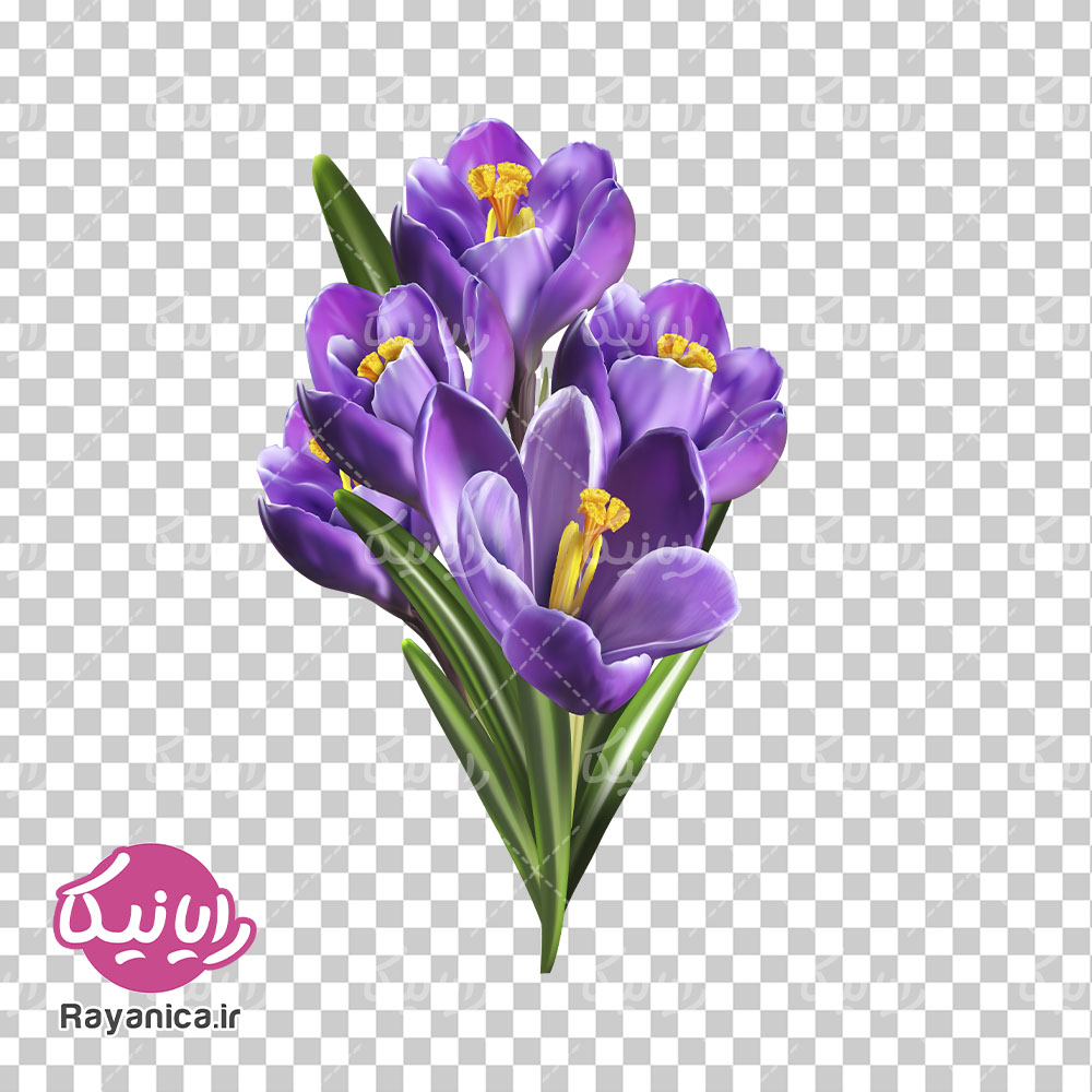دانلود عکس باکیفیت گل زعفران بدون پس زمینه