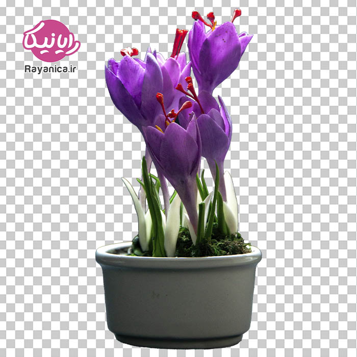 دانلود عکس دوربری گل زعفران با گلدان