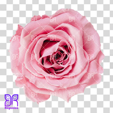 دانلود عکس گل رز صورتی بصورت دوربری