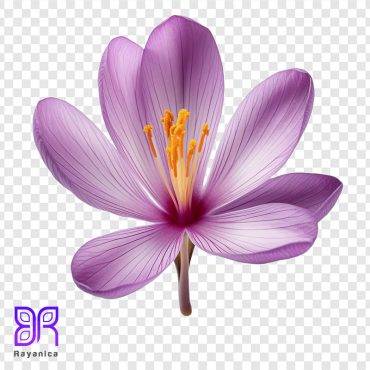 عکس png گل زعفران