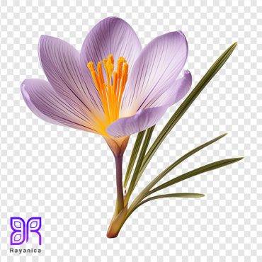 تصویر png گل زعفران